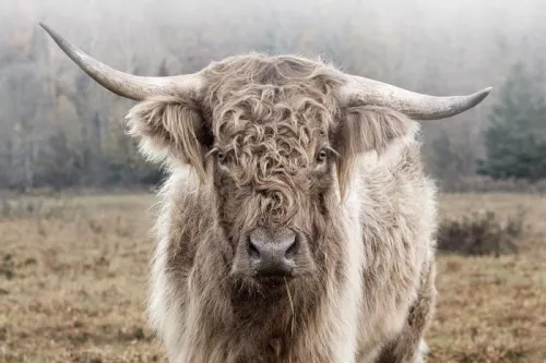 By Kohler Einzigartig und handgefertigt  Highland in der Natur 120x80cm (202460)