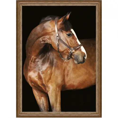 Braunes Pferd 1 60x80x3cm