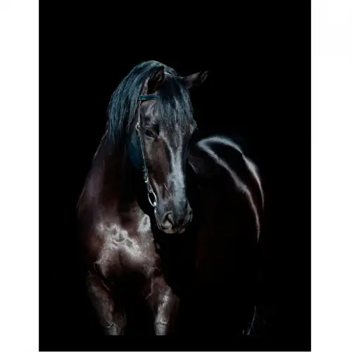 By Kohler Einzigartig und handgefertigt  Schwarzes Pferd 3 60x80x3cm (105170)