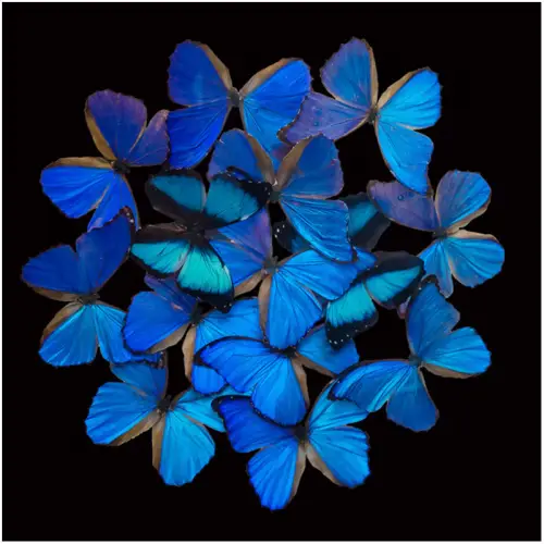 By Kohler Einzigartig und handgefertigt  Blauer Schmetterling Explosion 120x120x2cm (114870)